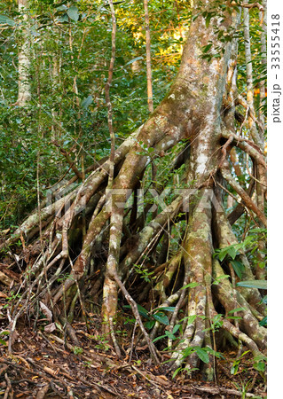 Rainforest in Masoala, Madagascar wilderness 33555418