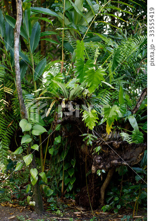 Rainforest in Masoala national park, Madagascar 33555419