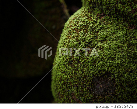 Green moss covered the stones. 33555478