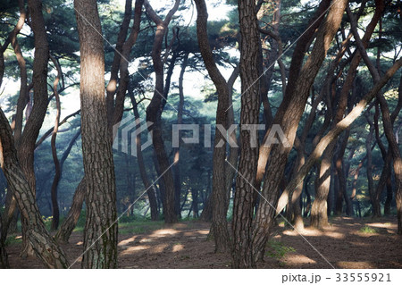 慶北 松 森 33555921