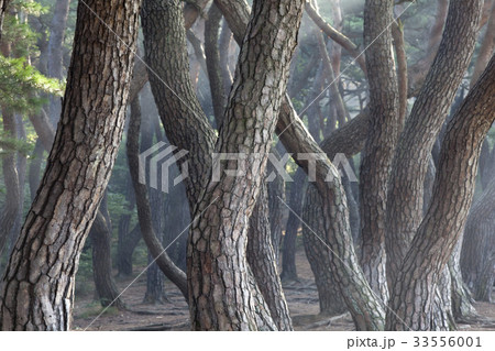 慶北 木 松 33556001