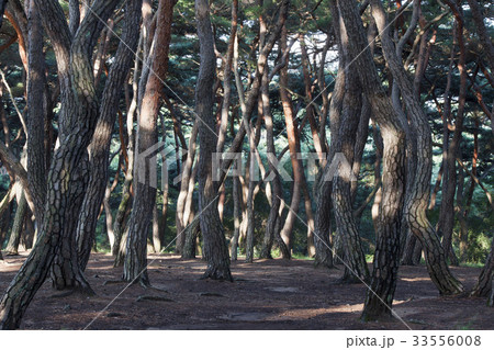 慶北 松 自然 33556008