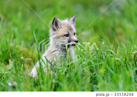 Fox cub in grass 33558208