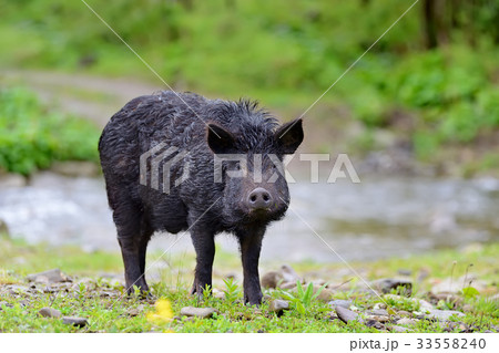 Wild boar on the forest 33558240