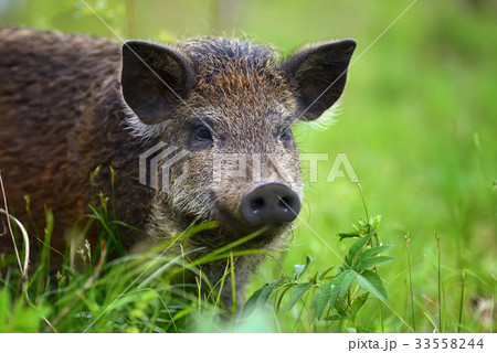 Wild Boar On The Forestの写真素材