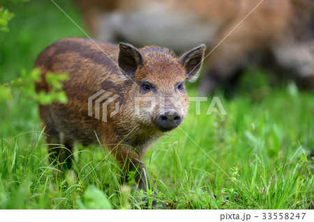 Wild Boar On The Forestの写真素材