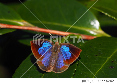 ムラサキシジミ（メス） 33558262