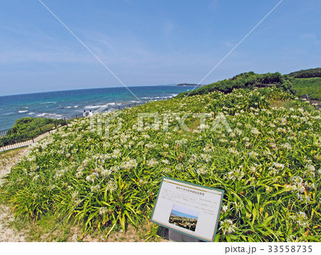 夏井ヶ浜はまゆう群生地 夏井ヶ浜はまゆう群生地 33558735