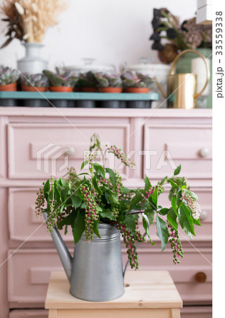 Herbal plant: Indian pokeweed. Phytolacca acinosa 33559338