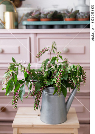 Herbal plant: Indian pokeweed. Phytolacca acinosa Herbal plant: Indian pokeweed. Phytolacca acinosa 33559339
