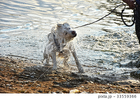 a wet dog shakes off water  33559366