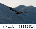 琵琶湖の鷲 33559614