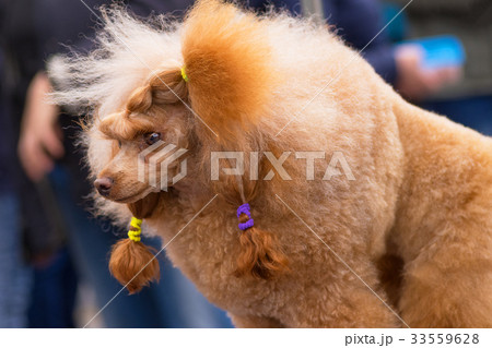 Dog Poodle close-up Dog Poodle close-up 33559628