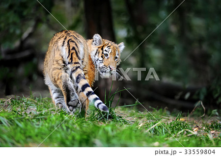 Tiger cub in grass 33559804