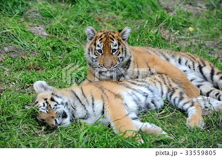 Portrait of a tiger cub Portrait of a tiger cub 33559805