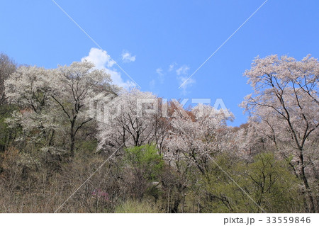黒川・桜の森 33559846