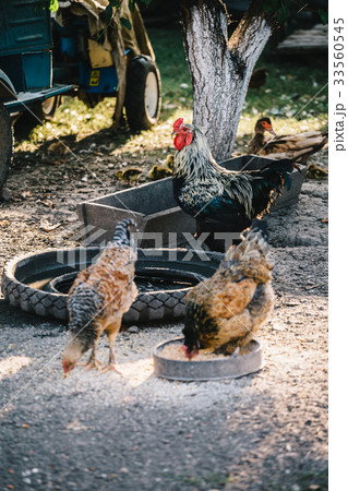 Hens in backyard feeding 33560545