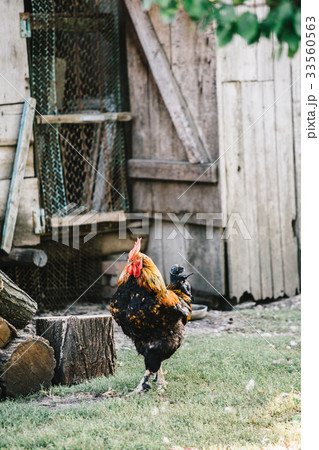 Hens in backyard feeding Hens in backyard feeding 33560563