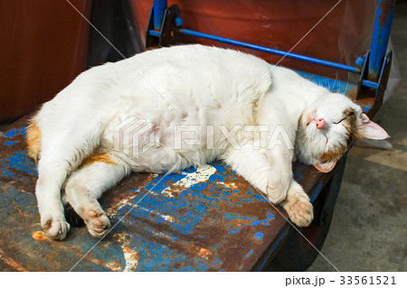 猫 ねこ ネコ 33561521