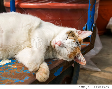 猫 ねこ ネコ 33561525