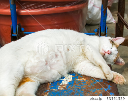 猫 ねこ ネコ 33561529