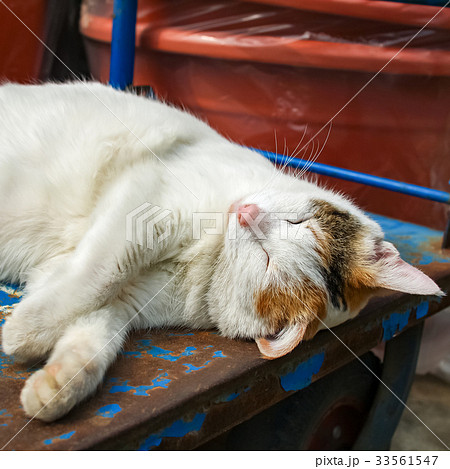 猫 ねこ ネコ 33561547