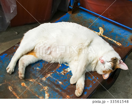 猫 ねこ ネコ 33561548