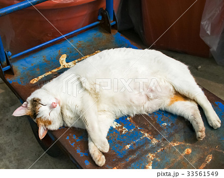 猫 ねこ ネコ 33561549