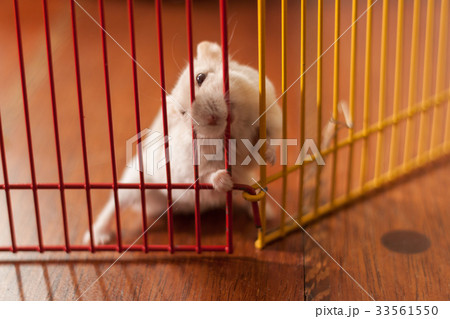 A hamster is in a cage. The hamster looks out of A hamster is in a cage. The hamster looks out of 33561550