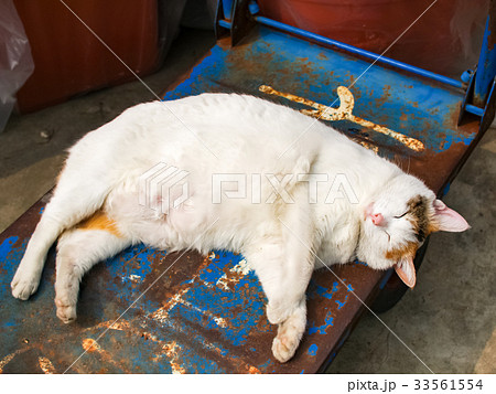 猫 ねこ ネコ 33561554