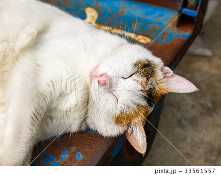 猫 ねこ ネコ 33561557