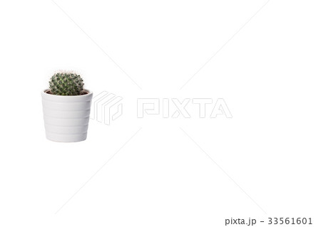 cactus on white cactus on white 33561601