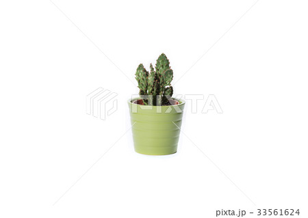 cactus on white cactus on white 33561624