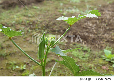 初心者の家庭菜園 オクラの栽培 初心者の家庭菜園 オクラの栽培 33561929