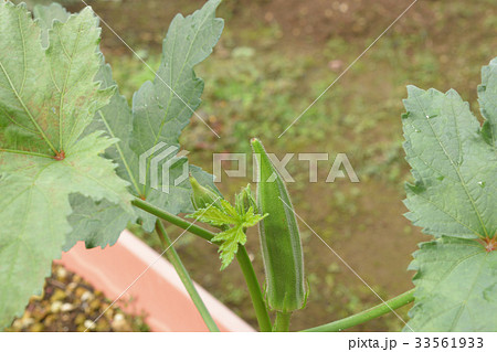 初心者の家庭菜園 オクラの栽培 初心者の家庭菜園 オクラの栽培 33561933
