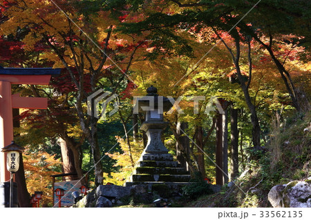 日吉大社の紅葉 日吉大社の紅葉 33562135
