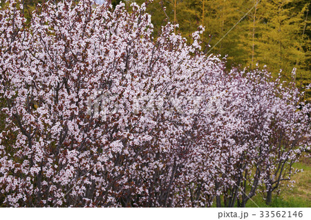 ベニバスモモ ベニバスモモ 33562146