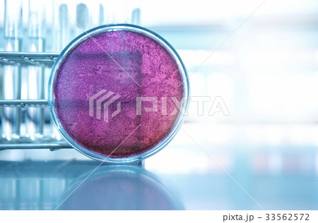pretri dish in microbiology science laboratory  33562572