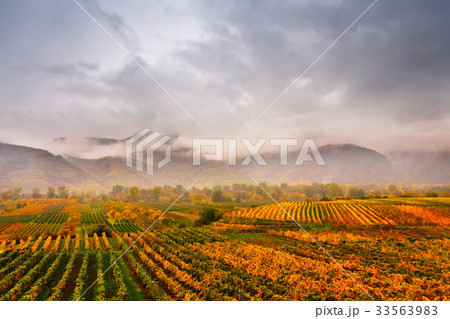 Panorama Wachau valley. Colorful autumn, vineyards Panorama Wachau valley. Colorful autumn, vineyards 33563983
