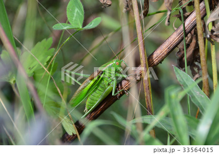 ハネナガキリギリス 札幌市 ハネナガキリギリス 札幌市 33564015