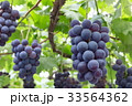 巨峰 33564362