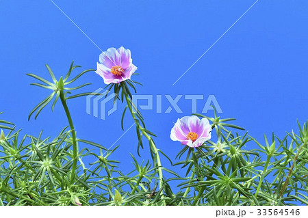 可愛い松葉牡丹の花( バイカラーピンク ) 可愛い松葉牡丹の花( バイカラーピンク ) 33564546