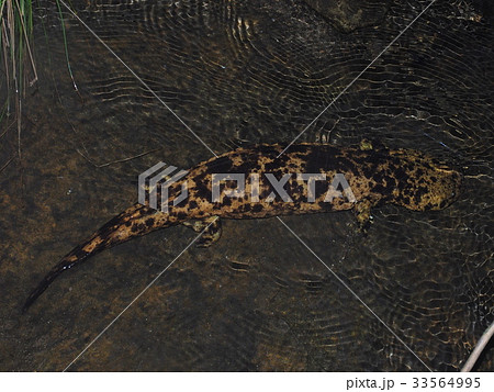 オオサンショウウオ 33564995