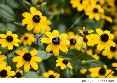 ルドベキア・タカオ ルドベキア・タカオ 33565009