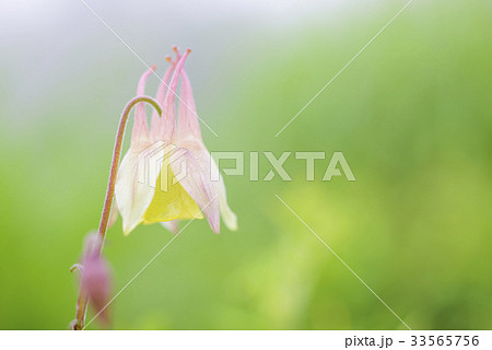 ヤマオダマキ(山苧環) ヤマオダマキ(山苧環) 33565756