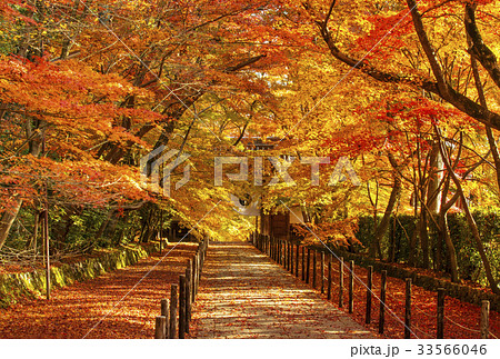 京都光明寺　紅葉の名所　秋の京都　京都イメージ 33566046
