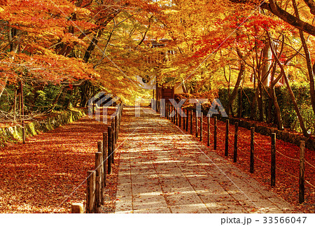 京都光明寺 紅葉の名所 秋の京都 京都イメージ 京都光明寺 紅葉の名所 秋の京都 京都イメージ 33566047
