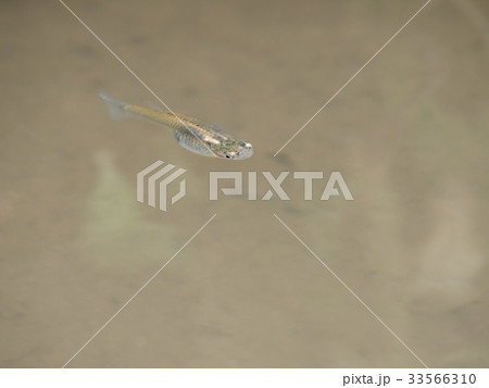 特定外来生物 カダヤシ 特定外来生物 カダヤシ 33566310