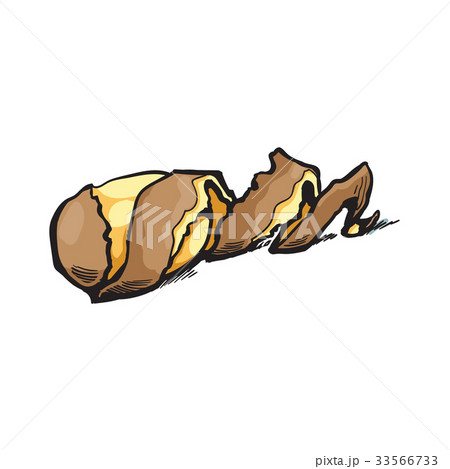 vector sketch raw peeled potato with spiral peel 33566733
