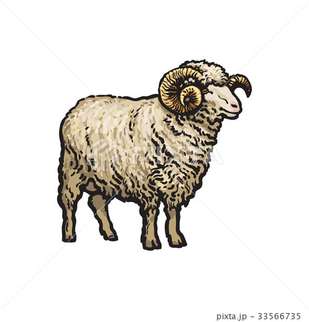vector sketch cartoon style sheep isolated 33566735